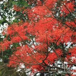 Illawarra Flame Tree - Brachychiton -Felco Shop apo flame tree flowers3