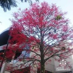 Illawarra Flame Tree - Brachychiton -Felco Shop apo flame tree rsl