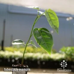 Illawarra Flame Tree - Brachychiton -Felco Shop apo flame tree tubestock