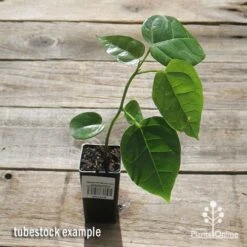 Illawarra Flame Tree - Brachychiton -Felco Shop apo flame tree tubestock top