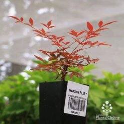 Nandina FLIRT 6 Nandina FLIRT -Felco Shop apo flirt tubestock