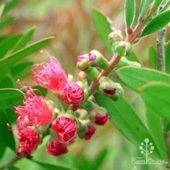 Callistemon Fluro Burst -Felco Shop apo fluro burst buds