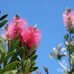 Callistemon Fluro Burst -Felco Shop apo fluro burst flower blue sky