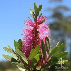 Callistemon Fluro Burst -Felco Shop apo fluro burst flower sunshine