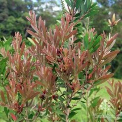 Callistemon Fluro Burst -Felco Shop apo fluro burst foliage