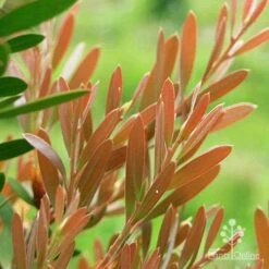 Callistemon Fluro Burst -Felco Shop apo fluro burst foliage close
