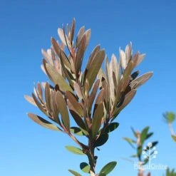 Callistemon Fluro Burst -Felco Shop apo fluro burst new winter colour