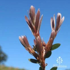 Callistemon Fluro Burst -Felco Shop apo fluro burst new winter leaf