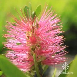 Callistemon Fluro Burst -Felco Shop apo fluroburst callistemon flower