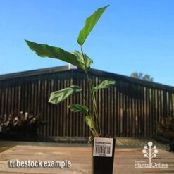 Calathea Freddy -Felco Shop apo freddy tubestock tall