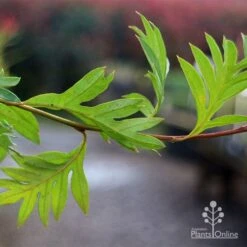 Grevillea Gaudichaudii 15 Grevillea Gaudichaudii -Felco Shop apo gaudichaudi grevillea foliage