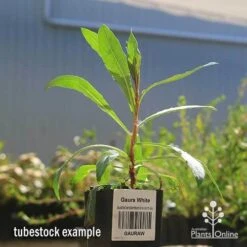 Gaura White -Felco Shop apo gaura white tubestock 1