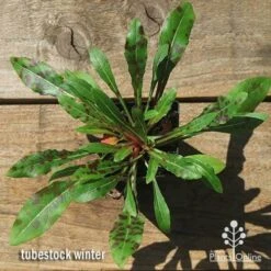 Gaura White -Felco Shop apo gaura winter colour