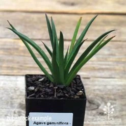 Agave Geminiflora - Succulent -Felco Shop apo geminiflora tubestock