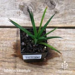 Agave Geminiflora - Succulent -Felco Shop apo geminiflora tubestock top