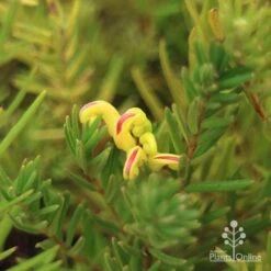 Grevillea Gold Rush -Felco Shop apo gold rush flower and foliage