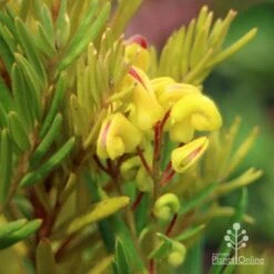 Grevillea Gold Rush -Felco Shop apo gold rush grevillea flower