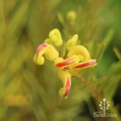 Grevillea Gold Rush -Felco Shop apo gold rush grevillea flower close