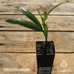 Golden Cane Palm - Dypsis 4 Golden Cane Palm - Dypsis -Felco Shop apo golden cane palm tubestock