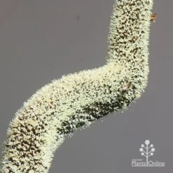 Xanthorrhoea - Grass Tree -Felco Shop apo grass tree july