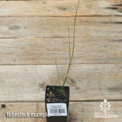 Xanthorrhoea - Grass Tree -Felco Shop apo grass tree tubestock top