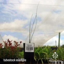 Xanthorrhoea - Grass Tree -Felco Shop apo grass tree tubestock 1