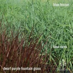 Pennisetum - Dwarf Purple Fountain Grass -Felco Shop apo grasses ptl