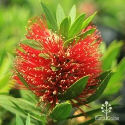 Callistemon Green John -Felco Shop apo green john callistemon flower 1