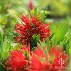 Callistemon Green John -Felco Shop apo green john callistemon flowers