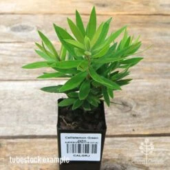 Callistemon Green John -Felco Shop apo green john callistemon tubestock