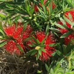 Callistemon Green John -Felco Shop apo green john flowers