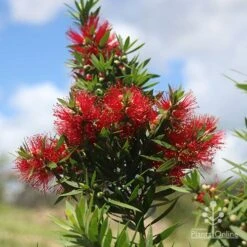 Callistemon Green John -Felco Shop apo green john large flower cluster