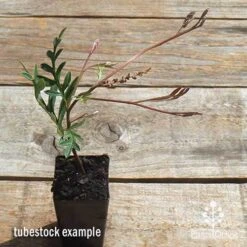 Grevillea Amazing Grace 6 Grevillea Amazing Grace -Felco Shop apo grevillea amazing grace tubestock top