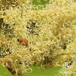 Grevillea Baileyana - Brown Silky Oak -Felco Shop apo grevillea baileyana close and bee