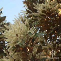 Grevillea Baileyana - Brown Silky Oak -Felco Shop apo grevillea baileyana glow