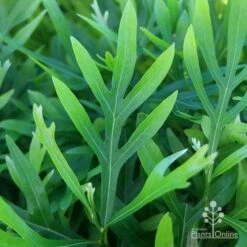 Grevillea Baileyana - Brown Silky Oak -Felco Shop apo grevillea baileyana leaf