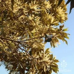 Grevillea Baileyana - Brown Silky Oak -Felco Shop apo grevillea baileyana underneath