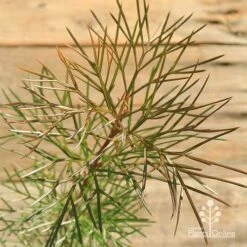 Grevillea Bon Accord -Felco Shop apo grevillea bon accord bronze foliage