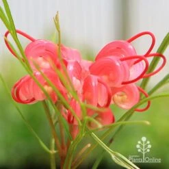Grevillea Bon Accord -Felco Shop apo grevillea bon accord flower