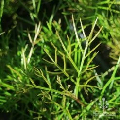 Grevillea Bon Accord -Felco Shop apo grevillea bon accord foliage