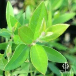 Grevillea Canterbury Gold 19 Grevillea Canterbury Gold -Felco Shop apo grevillea canterbury gold new shoot