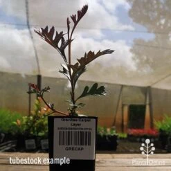 Grevillea Carpet Layer -Felco Shop apo grevillea carpetlayer tubestock