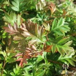Grevillea Gaudichaudii 16 Grevillea Gaudichaudii -Felco Shop apo grevillea gaudichaudi foliage