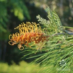 Grevillea Honey Gem -Felco Shop apo grevillea honey gem nursery dam