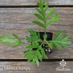 Grevillea Lemon Baby -Felco Shop apo grevillea lemon baby tubestock top