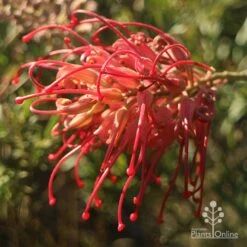 Grevillea Little Robyn -Felco Shop apo grevillea little robyn open sunshine