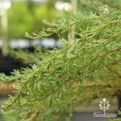 Grevillea Mini Marvel -Felco Shop apo grevillea mini marvel weeping