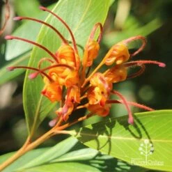 Grevillea Orange Marmalade -Felco Shop apo grevillea orange marmalade flower closeup