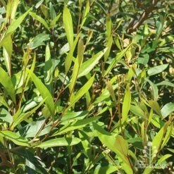 Grevillea Orange Marmalade -Felco Shop apo grevillea orange marmalade foliage