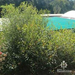 Grevillea Orange Marmalade -Felco Shop apo grevillea orange marmalade nursery bush